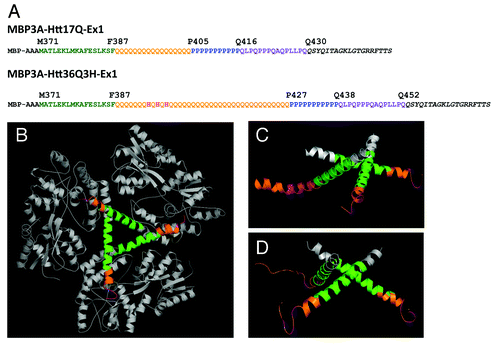 Figure 1. The structure of MBP-Htt36Q3H-EX1. (A) Amino acid sequence of MBP-Htt17Q-EX1Citation28 and MBP-Htt36Q3H-EX1 expression constructs. MBP3A denotes the maltose binding protein followed by a three alanines linker. In both constructs position M371 corresponds to M1 in Htt sequence. The sequence of Htt-Ex1 is composed of N-terminal N17 region (green), polyQ region (orange), His (pink), PolyP region (blue) and mixed P/Q region (purple). Three His residues (pink) are inserted within poly36Q stretch in MBP-Htt36Q3H-EX1 construct. In both constructs identical 19 amino acids C-terminal tag was added to facilitate crystallization (black).(B) The trimer of MBP-Htt36Q3H-EX1. (C, D) Htt36Q3H-EX1 trimers in the crystal X1 (C) and X2 (D). On panels (B), (C) and (D) the MBP protein (gray), 3A linker (gray), Htt-N17 (green) and Htt-polyQ (orange) regions are shown for each of the three MBP-Htt36Q3H-EX1 molecules (A, B, C) in the asymmetric unit of the crystal.