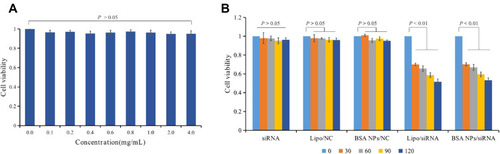 Figure 7 (A) Cytotoxicity assay of BSA NPs tested by MTT method. (B) Anti-proliferation effect of siRNA, Lipo/NC, BSA NPs/NC, Lipo/siRNA and BSA NPs/siRNA at different concentrations on MCF-7 cells. The data were presented as the mean ± SD, n = 3.