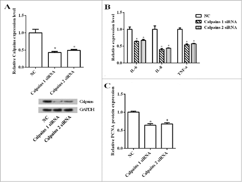 Figure 3. The effect of calpains on the lung cells MRC-5. A. The transfection efficiency of siRNA-calpains 1 and 2 to lung fibroblast MRC-5 cells. B. Expressions of IL-6, IL-8 and TNF-α in transferred lung cells with calpains silence. C. The expressions of PCNA protein in transferred lung cells with calpains silence. NC, negative control; si, small interfering; GAPDH, glyceraldehyde-3-phosphate dehydrogenase; IL, interleukin; TNF, tumor necrosis factor; PCNA, proliferating cell nuclear antigen. *, P < 0.05.