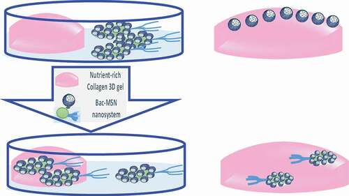 Figure 3. Illustration of the mobility and penetration studies of the biohybrid system using a nutrient-rich collagen 3D gel [Citation110].