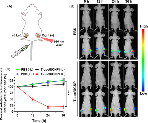 Figure 6 In vivo NIR-controlled gene silencing. (A) Schematic representation of the NIR-controlled Luc gene silencing assay. Mice harboring HCT116-Luc tumors in both thigh regions were intravenously administered T-Luc/UCNP nanoparticles and PBS. Subsequently, NIR exposure (980 nm, 2 W cm−2) was applied to the right thigh-bearing tumors for a duration of 30 minutes, starting 6 hours after nanoparticle injection. (B) Bioluminescence imaging of luciferase and (C) quantification of relative bioluminescence signals in mice treated with T-Luc/UCNP or PBS, with 980 nm NIR light applied specifically to the right tumors. The administered dosage of siRNA-Luc was 2 mg per kg of body weight. (mean ± SD, n = 3). ***p < 0.001.