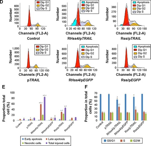 Figure 11 Antitumor effects of RHss4/pTRAIL in HeLa cells.Notes: (A) Microscopic observation of transfected cells. The black arrows indicate dead cells. (B) Cell viability detected by CCK-8 assay after transfecting HeLa cells with different polyplexes. Data are expressed as mean ± SD (n=3). **P<0.01. (C) Cell apoptosis of HeLa cells after treatment with naked pTRAIL, Rss/pTRAIL, RHss4/pTRAIL. (D) Cell cycle arrest of HeLa cells after treatment with naked pTRAIL, Rss/pTRAIL, RHss4/pTRAIL. (E) Quantitative analysis of cell apoptosis by flow cytometry. aP<0.01 vs control, bP<0.01 vs RHss4/pEGFP, cP<0.01 vs Rss/pTRAIL, dP<0.01 vs Rss/pEGFP. Data are expressed as mean ± SD (n=3). (F) Quantitative analysis of cell cycle arrest by flow cytometry. aP<0.01 vs control, bP<0.05 vs Rss/pTRAIL. Data are expressed as mean ± SD (n=3).Abbreviations: CCK, Cell Counting Kit; FITC, fluorescein isothiocyanate; pEGFP, plasmid encoding enhanced green fluorescent protein gene; pTRAIL, plasmid encoding TRAIL; RHss, reducible chimeric polypeptide containing two functional peptides: octa-d-arginine and tetra-l-histidine peptides; Rss, single cross-linked R8 peptide; SD, standard deviation; TRAIL, tumor-necrosis-factor-related apoptosis-inducing ligand.