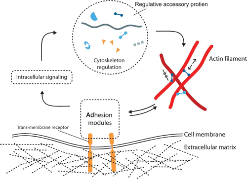 Figure 38. Schematic illustrating the interplay of the actin cytoskeleton with focal adhesions. A feedback loop including trans-membrane receptors that are connected via a rather complex adhesion module to intracellular signaling pathways relates ECM properties (chemistry, mechanics) to cytoskeleton regulation. Receptor modules (e.g. integrins) transmit signals to protein complexes responsible for signaling or actin dynamics. In turn the cytoskeleton influences the maturation and configuration of focal adhesion complexes. Image inspired by Geiger et al. Citation440.