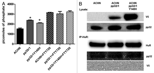 Figure 4. Investigation into the mechanism of pp32r1-mediated FTY720 resistance. (A) Protein phosphatise 2A assay performed on ACHN cell lysates in the absence and presence of FTY720, *P < 0.05. (B) Transduced cell lysates were shown to contain overexpressed pp32r1/pp32r1Y140H (anti-V5) while endogenous pp32 protein is observed in all three lysates. Co-immunoprecipitation,with anti- HuR antibody is only able to co-immunoprecipitate endogenous pp32.