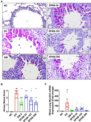 Figure 3 SPAB attenuates allergen-induced mucus hyper secretion by airway epithelia. PAS stained lung histological sections were evaluated for mucus accumulation. (A) PAS stained lung tissue sections of NC, DC, DM, SPAB-34 mg/kg, SPAB-102 mg/kg and SPAB-306 mg/kg. (B) Quantitative histogram of mucus accumulation by airway epithelial cells. (C) Whole lung mRNA expression of Muc5AC gene. Black arrow identifies bronchial epithelium and white arrow represents mucus secreting airway epithelia. Data were presented as the means ± S.E.M (n= 4–6). **, ##p < 0.001 and *p < 0.05 by one-way ANOVA; ##Represents significant compared to NC and *Represents significant compared to DC (Scale bar indicates 20µm).