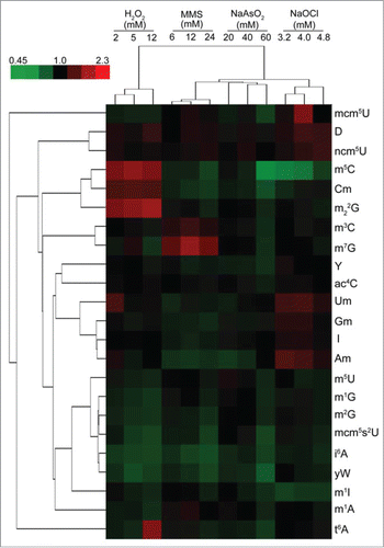 Figure 3. Hierarchical cluster analysis of toxicant-induced changes in tRNA modification spectra in wild-type yeast exposed to concentrations of MMS, H2O2, NaOCl, and NaAsO2 producing 20%, 50%, and 80% cytotoxicity. The top-left color bar indicates the range of fold change values. Figure reproduced from ref (Citation21).