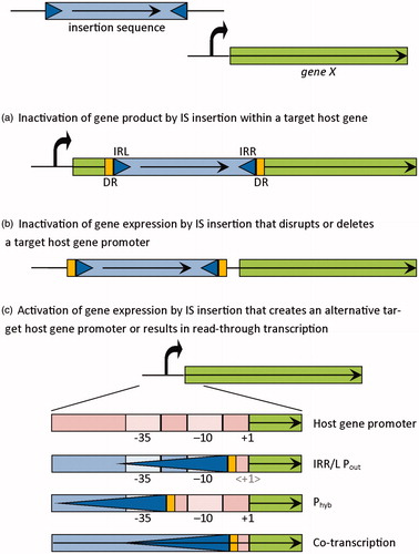 Figure 1. Possible effects of IS transposition in the function and expression of a target gene. The IS is shown as a blue rectangle delimited by short terminal inverted repeats (IR; blue triangles) and flanked by directed repeats (DR; yellow rectangles) and the target gene as a green rectangle. mRNA transcripts are represented by straight arrows, the target gene promoter sequence is represented by a curved arrow and detailed by −35 and −10 components, and transcriptional start site (+1). For IS elements carrying a complete outward-directed promoter (Pout), the target gene transcription start is altered and denoted as < +1>.