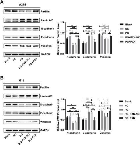 Figure 6 Paxillin partially rescued the expression levels of EMT marker proteins in progerin-overexpressing cancer cells. (A and B) Western blot assays showed that the expression levels of proteins (N-cadherin, E-cadherin, Vimentin, progerin) in progerin-expressing A375 cells and M14 cells could be partially rescued by restoring paxillin protein expression. Histograms represent relative protein expression. Data are expressed as mean ± SD of three independent experiments. *P<0.05, **P <0.01, ***P<0.001.