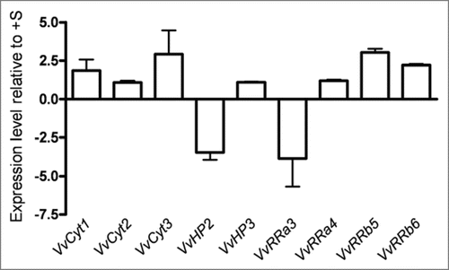 Figure 4 Expression levels of VvCyt1, VvCyt2, VvCyt3, VvHP2, VvHP3, VvRRa3, VvRRa4, VvRRb5 and VvRRb6 genes as quantified by real time PCR in Vitis shoots after 2 weeks of −S growth conditions.