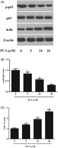 Figure 5. Effect of PCA the NF-κB signalling pathway in RA-FLSs. (A) The expressions of p65, p-p65 and IκBα in RA-FLSs were detected using western blot after incubation with 51,020 μM of PCA for 48 h. (B, C) Quantification analysis of p-p65/p65 and IκBα/β-actin. n = 3. *p < .05.