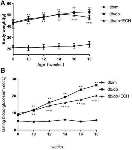 Figure 1 Effects of ECH on body weight (A) and fasting blood glucose levels (B) of db/db mice.