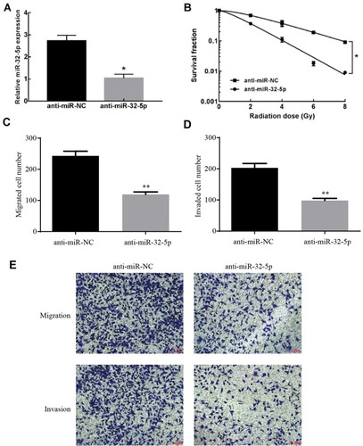 Figure 2 The effects of miR-32-5p on radiosensitization, migration and invasion of colorectal cancer. (A) Transfection of anti-miR-32-5p significantly decreased the expression of miR-32-5p in SW480 cells compared with transfection of anti-miR-NC. (B) Anti-miR-32-5p significantly enhanced the radiosensitization of colorectal cancer SW480 cells. (C) Knockdown of miR-32-5p significantly decreased the migrated cell numbers. (D) Knockdown of miR-32-5p significantly decreased the invaded cell numbers. (E) images of migrated and invaded cells of SW480 cell. Data are reported as means ± standard deviation of three independent experiments. *p<0.05; **p<0.01.
