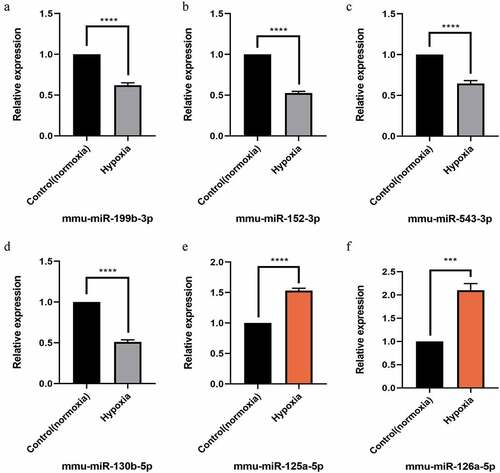 Figure 6. Quantitative real-time PCR (qPCR) validation of the differentially expressed miRNAs (TOP 6) identified by transcriptomic analysis.(a),(b),(c),(d) show down-regulated miRNAs;(e),(f) show up-regulated miRNAs. Data are shown as the mean ± SEM, n = 3 per group, ***p < 0.001,****p < 0.0001 vs control group (normoxia), by Student’s t-test