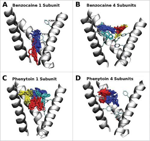 Figure 2. Most populated clusters of the drugs benzocaine and phenytoin obtained from 300 ns of molecular dynamics simulation where blue, red, yellow and cyan represent progressively less populated clusters. While the full pore forming domain of NavAb (residues 115–221) was used in these simulations, for clarity, only selected residues (200–221) from 3 of the 4 S6 helices are shown in this figure. A: In the 1S system benzocaine remained in the activation gate. B: In the 4S system benzocaine was not able to pass the bulky aromatic residues and remained in the vicinity of the fenestrations. The blue cluster is pi-stacking with F206. C: In the 1S system phenytoin was able to sit in the center of the cavity (red) and move and rotate in the vicinity of the fenestrations (blue, yellow and cyan clusters). D: In the 4S system phenytoin is more restricted in its movement and remains in a pocket formed by the aromatic residues and M209 (blue) or straddles F206 in the fenestration (red).