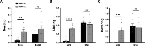 Figure 3. Sires increased care to fully compensate for reduced dam care. Sire care and total care (sum of dam care and sire care in a mating pair) obtained as the relative time spent in nesting (A), licking (B) or hovering (C), during the 10-min periods at PPH 12, 18 and 24, measured from the video-recording data of the experiments done for Figure 1(C,D) compared between ‘sire with WT dam’ pairs (With WT, black) and ‘sire with KO dam’ pairs (With KO, gray). All values are Mean ± SEM. **p < 0.01, ***p < 0.001, ****p < 0.0001; ns indicates ‘not significant’.