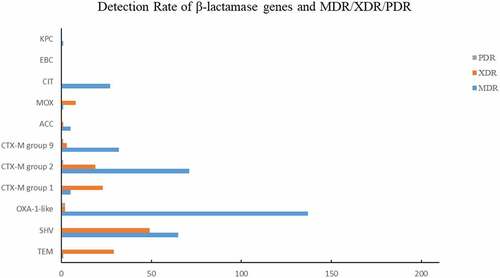 Figure 4. Detection Rate of β-lactamase genes and MDR/XDR/PDR.