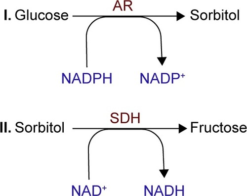 Figure 2 Schematic presentation of stages of polyol pathway: (I) glucose reduction to sorbitol by AR (using NADPH as a cofactor) followed by (II) sorbitol oxidation to fructose by SDH (using NAD+ as a cofactor).
