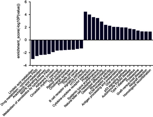 Figure 6 The histogram of KEGG pathway enrichment. The results of pathway analysis showed that there were 17 possible pathways involved in up-regulated differentially expressed mRNAs, and 13 possible pathways involved in down-regulated differentially expressed mRNAs (P<0.05).