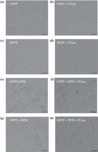 Figure 4  Microscopic structure of emulsions made with samples without (a, c, e, g) or with TGase (b, d, f, h) treatment observed by optical microscope at a magnification of 400×: (a) and (b), are cold-pressed peanut protein; (c) and (d), are hot-pressed peanut protein; (e) and (f), are cold-pressed peanut protein and Decapterus maruadsi hydrolysates; (g) and (h), are hot-pressed peanut protein and Decapterus maruadsi hydrolysates.