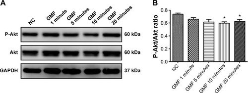 Figure 3 Effect of gyromagnetic fields on Akt signaling in PC-3 cells.