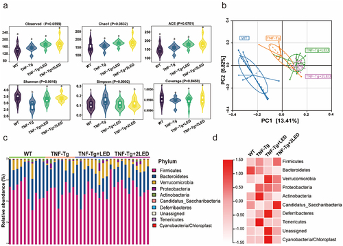 Figure 2. Analysis of the gut microbiota in the colon between four group. (a) Alpha diversity of the gut microbiota between the four groups. (b) Beta diversity of the gut microbiota between the four groups was assessed by principal coordinate analysis using the Bray – Curtis index. (c) The relative abundance of bacteria at the phylum level between the four groups is presented by the colorful columns. (d) The heatmap of relative abundance at phylum level.