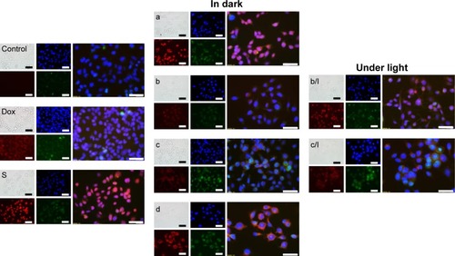 Figure 6 Living cell fluorescence imaging.Notes: Nuclei (blue) localization (Hoechst 33258), Dox fluorescence (red) and formation of redox stress (green) in LNCaP cells exposed to 34 μM of free Dox, freshly prepared ApoDox in water (S), and ApoDox prepared in water and stored at 20°C (a), 4°C (storage in dark [b] and storage under direct ambient light [b/l]), 20°C (storage in dark [c] and storage under direct ambient light [c/l]), and 37°C (d). Merged figures show the colocalization of blue, red, and green fluorescence. The length of scale bars is 100 μm.Abbreviations: Dox, doxorubicin; Apo, apoferritin.