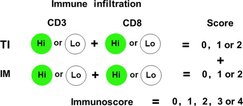 Figure 3 Immunoscore model. Immunoscore was established based on the numeration of two lymphocyte populations (CD3+ and CD8+) distributed in the TI and IM regions of cholangiocarcinoma. Precise quantification performed on slide sections using a computer-assisted image analysis software. Densities of each immune cell in TI and IM were categorized into Hi or Lo density according to the cut-off value. Each patient’s Immunocore obtained by the sum of four binary score values. According to this rule, patients were stratified into 5 groups, ranging from I0 to I4. For example, I4 means that both immune cells with high densities in each tumor region, and I0 means that both cells with low densities at each tumor region.