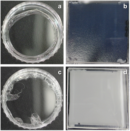 Figure 1. Optical images of (a) MEA-containing PVA, (b) MEA-containing PEG, (c) PAMAM-containing PVA and (d) PAMAM-containing PEG membranes.