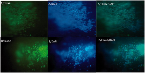 Figure 4. The immunochemical analysis of differentiated iPSc after 5 days for Foxa2 marker on random (A) and aligned (B) nanofibers with nuclear counterstaining (DAPI).