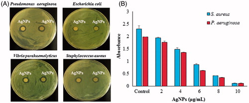 Figure 8. (A) Zones of inhibition against Pseudomonas aeruginosa [KACC 14021], Escherichia coli [CCARM 0237], Vibrio parahaemolyticus [KACC 15069] and Staphylococcus aureus [KCTC 3881], respectively. (B) Biofilm inhibition by AgNPs against S. aureus [KCTC 3881] and P. aeruginosa [KACC 14021].