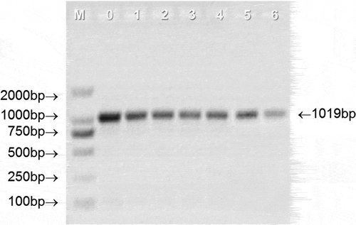 Figure 3. Representative PCR results from agarose gel electrophoresis analysis. 0–6 represents the storage time (month) of UHT milk.Figura 3. Resultados representativos de la PCR a partir del análisis de electroforesis en gel de agarosa. 0–6 representa el tiempo (mes) de almacenamiento de la leche UHT