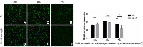 Figure 6 The fluorescence intensity of CD86 in macrophages. (A–G) It was significantly decreased when infected with T. marneffei at 72 hours compared with the control group (*p < 0.05), but there was no significant change either at 24 hours or 48 hours (nsp > 0.05).