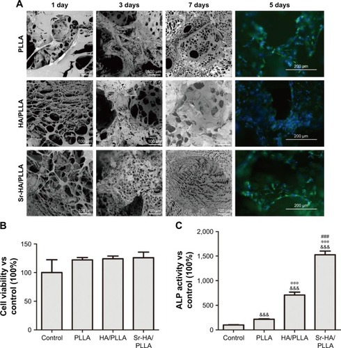 Figure 5 The effects of porous scaffolds on viability and differentiation of MC3T3-E1 cells.Notes: (A) SEM images and fluorescence microscope images of the MC3T3-E1 cells cultured on the porous scaffolds for 1, 3, 5, and 7 days. (B) The cell viability of MC3T3-E1 cells cultured on porous scaffolds for 24 h. (C) ALP activity of the MC3T3-E1 cells cultured on the porous scaffolds for 7 days. &&&P < 0.001 vs control, ***P < 0.001 indicated as HA/PLLA and Sr-HA/PLLA vs PLLA, and ###P < 0.001 indicated as Sr-HA/PLLA vs HA/PLLA. The magnification is 500×.Abbreviations: SEM, scanning electron microscope; MC3T3-E1, mouse preosteoblast cell line; ALP, alkaline phosphatase; HA/PLLA, hydroxyapatite on porous poly(l-lactic acid); Sr-HA/PLLA, strontium-doped hydroxyapatite on porous poly(l-lactic acid); PLLA, poly(l-lactic acid).