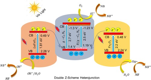 Scheme 3. Schematic illustration of photocatalytic degradation of NB dye over LFO/B-CN/FO photocatalyst.