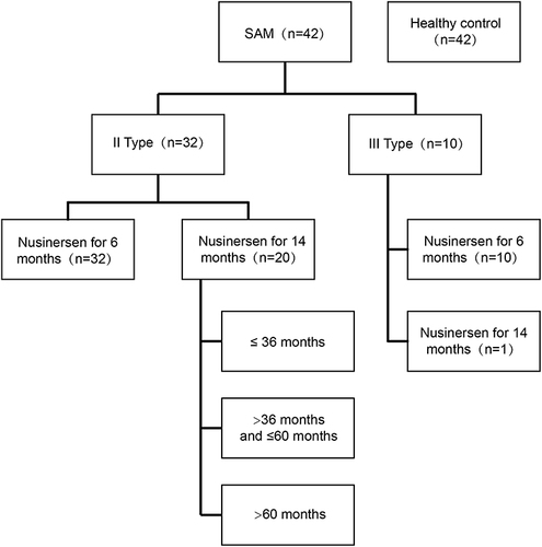 Figure 1 Grouping information. Nusinersen requires lifelong treatment. This study involved a total of 42 patients, all of whom received treatment for at least 6 months, with 21 patients receiving treatment for 14 months.