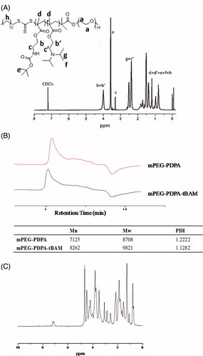 Figure 3. (A) 1H NMR spectrum of mPEG-PDPA-tBAM. (B) The contrast of GPC between mPEG-PDPA and mPEG-PDPA-tBAM. (C) 1H NMR spectrum of gelatin-iRGD.
