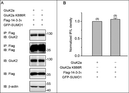 Figure 3. GluK2a SUMOylation does not change the binding of GluK2a to 14–3–3τ. (A) Western blot analyses of immunoprecipitates and cell lysates from HEK293T cells cotransfected with either GluK2 or SUMOylation mutant site of GluK2 (GluK2 k886R) with Flag-tagged 14–3–3τ. Cell lysates were prepared 24 h post-transfection and immunoprecipitated with anti-Flag antibody followed by Western blot with an anti-GluK2 or anti-Flag antibodies. (B) Quantification of Western blots in (A). The blot is representative of 3 independent experiments. Data are means ± SEM