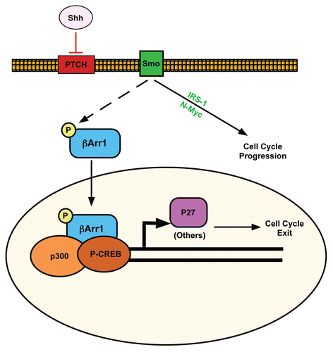 Figure 7 Proposed model for how Shh signaling pathway negatively regulates its mitogenic potential through β-arrestin 1. Activation of Shh signaling leads to cell cycle progression via the upregulation/activation of Gli, N-Myc and IRS1. Shh also activates a negative feedback loop through its induction and phosphorylation of βArr1, mediating its nuclear translocation, where it enhances p27 transcription in complex with CREB and p300. This sets the stage for accumulation of p27 to ultimately drive CGNP cell cycle exit.