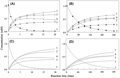 Fig. 3. Experimental and calculated time-course plots obtained for (GlcNAc)5 degradation by wild-type and mutant lysozymes. (A) Experimental, wild-type; (B) experimental, D48A; (C) calculated, wild-type; and (D) calculated, D48A.Notes: Numerals in the figures are the degrees of polymerization of the reaction-product species. (GlcNAc)1, (GlcNAc)2, (GlcNAc)3, (GlcNAc)4, and (GlcNAc)5 are indicated by ○, □, ▲, △, and ●, respectively.