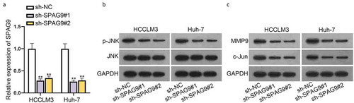 Figure 6. SPAG9 activates JNK pathway which may affect malignant behaviors of HCC cells. A) Expression of SPAG9 in HCCLM3 and Huh-7 cells after shRNAs transfection. B-C) Protein levels of p-JNK, JNK, MMP9 and c-Jun were measured in HCCLM3 and Huh-7 cells after SPAG9 deletion using western blot. **P < 0.01