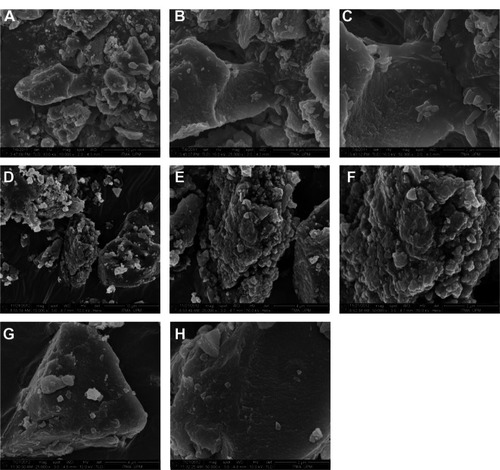 Figure 5 Field-emission scanning electron micrographs of: Mg/Al-layered double hydroxide at (A) 10,000×, (B) 25,000×, and (C) 50,000 × magnification; PANE at (D) 10,000×, (E) 25,000×, and (F) 50,000 × magnification; and PAND nanocomposite (G) 25,000× and (H) 50,000 × magnification.Abbreviations: PAND, protocatechuic acid-Mg/Al nanocomposite synthesized by direct method; PANE, protocatechuic acid-Mg/Al nanocomposite synthesized by ion-exchange method.