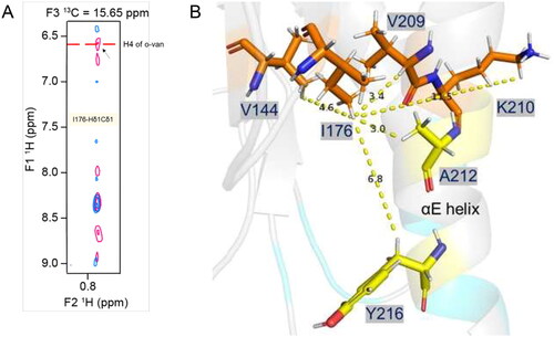 Figure 5. Intermolecular NOE-based distance restraints for binding of o-vanillin. (A) The overlay of 3D-13C-HSQC-NOESY (for the aliphatic region) spectrum recorded for the ligand-free protein (blue) and with ligand at a 1:20 molar ratio (pink). The arrow indicates a new peak along the I176-Hδ1Cδ1 strip that arises in the presence of the ligand and aligns with a proton peak (H4) of o-vanillin in the isotope filtered 1H–1H NOESY spectrum, as labelled. (B) Stick-representation (PDB ID: 8JZM) showing the distance from I176-Hδ1 to V209-Hα, V144-Hγb, K210-Hɛ, A212 and Y216, which are 3.4, 4.6, 11.5, 3.0 and 6.8 Å apart, respectively. The patch-3 residues A212 and Y216 are in the proximity of I176-Hδ1, although their intermolecular NOEs are not defined. The distances from the I176-Hδ1, V209-Hα and V144-Hγb to K210-Hɛ suggest that the orientation of the K210 side-chain may change to bring these protons in proximity to accommodate an o-vanillin molecule.