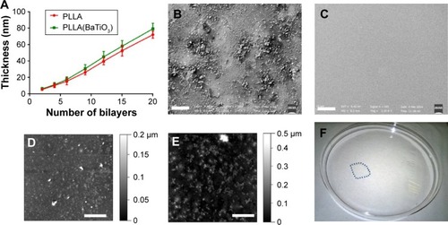 Figure 6 Morphological and surface characterization of PLLA nanofilm after drug deposition.Notes: (A) Thickness of polyelectrolytes spinned over PLLA and PLLA(BaTiO3) samples. Three different samples were analyzed for each experimental point. (B) SEM image of a drug-loaded sample constituted of PLLA substrate and ten polyelectrolyte bilayers. Scale bar =20 µm. (C) SEM image of a sample constituted of PLLA substrate and ten polyelectrolyte bilayers, without drug loading. Scale bar =20 µm. (D, E) AFM images showing PLLA/PE and PLLA(BaTiO3)/PE nanofilm top surfaces, respectively. Scale bars =5 µm. (F) Picture of a free-standing PLLA/PE nanofilm (evidenced by the dashed blue line), in water.Abbreviations: AFM, atomic force microscopy; PE, polyelectrolyte; PLLA, poly(l-lactic acid); SEM, scanning electron microscopy.