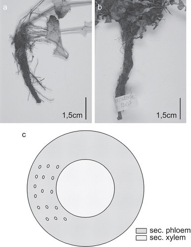 Figure 1.  Taproot of (A) T. cucullatum and (B) T. laevigatum. (C) Schematic view of Taraxacum sp. secondary root in transverse section: small ellipses mark the position of the laticifers within the dominating secondary phloem (gray), secondary xylem with vessels dispersed; medullary rays are not found.