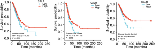 Figure 2. Assessment of CALR prognostic value during lung cancer progression. (a). Overall survival association for low and high CALR mRNA level from TCGA-LUAD and TCGA-LUSC cohort. (b). Progress free interval for low and high CALR mRNA level in TCGA-LUAD and TCGA-LUSC cohort. (c). Disease specific survival for low and high CALR mRNA level in TCGA-LUAD and TCGA-LUSC cohort.