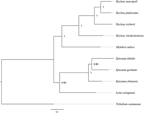 Figure 1. The Bayesian phylogenetic tree of nine meloids was constructed using the dataset of 13 protein-coding genes, with the tenebrionoid Tribolium castaneum employed as the outgroup. The numbers abutting nodes refer to Bayesian posterior probabilities. Sequence data used in this study are the following: Hycleus marcipoli (KX161857), Hycleus chodschenticus (KT808466), Mylabris aulica (KX161860), Epicauta chinensis (KP692789), Epicauta tibialis (KX161855), Epicauta gorhami (KX161854), Lytta caraganae (KX161859), Tribolium confusum (NC_026702).