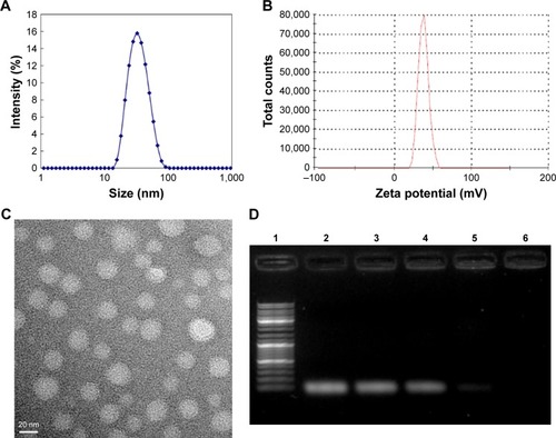 Figure 2 Physicochemical properties of DMC.Notes: (A) Particle size of DMC; (B) zeta potential of DMC; (C) morphological characteristics of DMC by TEM observation; and (D) gel retardation assay of siRNA and complexes. Lane 1, DNA marker; lane 2, naked siRNA; lanes 3–6, different weight ratios of siRNA with DMC. siRNA was completely incorporated into DMC at a weight ratio of 1:50, and complexes were prepared without free siRNA.Abbreviation: TEM, transmission electron microscope.