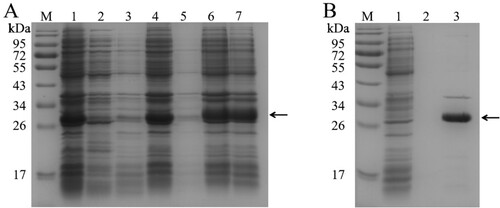 Figure 2. SDS-PAGE analysis of recombinant tαS1-CN purified with Histrap HP. (A) The proteins extracted from cell lysates with different buffers. M: markers; lane 1: the cells before sonication; lane 2: the supernatant after sonication; lanes 3/4 and 5/6: the supernatant/precipitate after treatment with PBS-1 twice, respectively; lane 7: the supernatant after treatment with PBS-2. (B) Recombinant tαS1-CN purified with Histrap HP. M: markers; lane 1: flow-through protein of the column; lanes 2 and 3: eluted with 20 and 500 mM imidazole, respectively. The recombinant protein band is indicated by arrow.