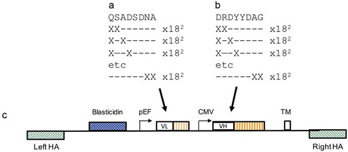 Figure 4. Anti- PD-1 VH and VL CDR3 library creation by “total synthesis”. Schematic diagram showing a representation of mutation of the VL CDR3 (a) and VH CDR3 (b) 8-amino acid windows by oligonucleotide “total synthesis” where every possible encoded 1-mer and 2-mer substitution was made. The libraries were cloned to the targeting vector pINT17-BSD (c) prior to transfection of HEK293 cells.