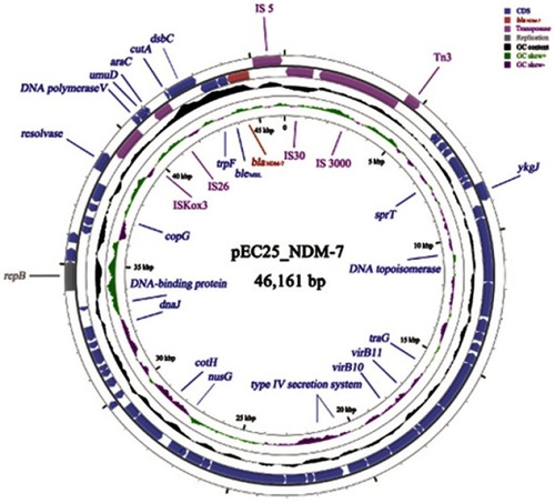 Figure 1 Profile of the blaNDM-7-encoding plasmid pEC25_NDM-7.